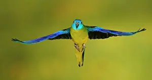 Room: Turquoise parrot (Neophema pulchella) in flight