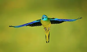 Room: Turquoise parrot (Neophema pulchella) in flight