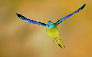 Room: Turquoise parrot (Neophema pulchella) in flight