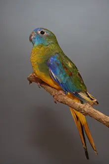 Distributions: Turquoise Parrot wild phenotype