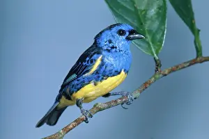 Tangara: Turquoise Tanager