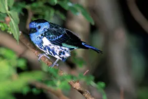 Tangara: Turquoise Tanager