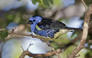 Tangara: Turquoise Tanager