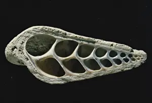 Screw: Turritella Fossil