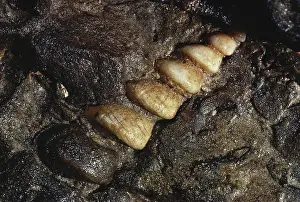 Matrix: Turritella Fossil