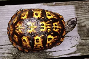 Sneads: Turtle