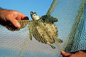 Poaching: Turtle Caught in Net