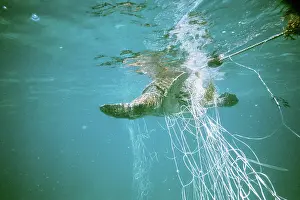 Poaching: Turtle caught in net for food