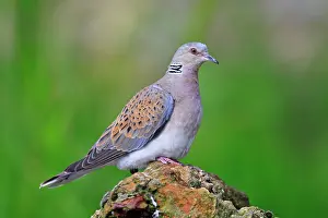 Turtur: Turtle Dove