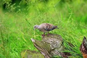 Turtur: Turtle Dove