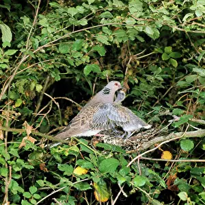 Turtur: TURTLE DOVE - adult feeding chick / young at nest