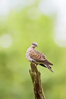 Streptopelia: Turtle Dove - on dead branch - Bedfordshire UK