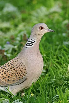 Turtur: Turtle Dove - Feeding in meadow close up side view