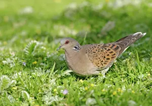 Turtur: Turtle Dove - Feeding in meadow side view