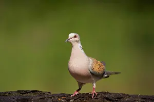 Turtur: Turtle Dove - At forest pool