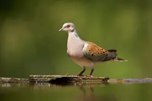Streptopelia: Turtle Dove - at forest pool