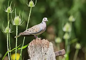 Turtur: Turtle Dove - on gate post
