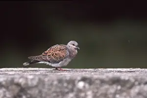 Dove: TURTLE DOVE - on ground