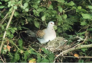 Doves: TURTLE DOVE - at nest and chicks