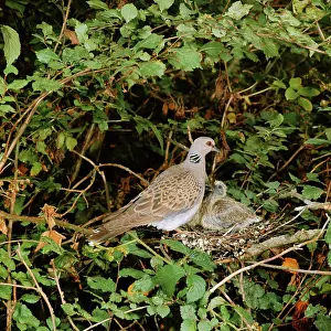 Hedgerows: Turtle DOVE - at nest with young