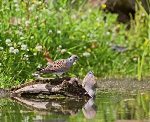 Turtur: Turtle Dove - pair drinking at pond