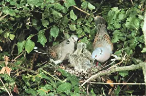 Doves: TURTLE DOVE - pair at nest and chicks x two