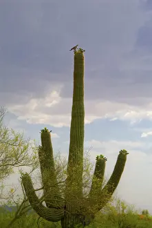 Streptopelia: Turtle Dove on Saguaro Cactus