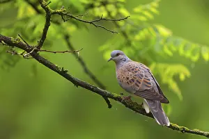 Greece: Turtle Dove, (Streptopelia turtur)