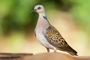 Streptopelia: Turtle Dove (Streptopelia turtur), Denia, Alicante