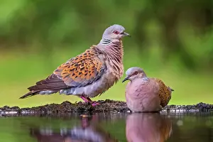 Streptopelia: Turtle dove (Streptopelia turtur) Pair at a waterhole