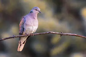 Dove: Turtle dove (Streptopelia turtur) sitting on branch