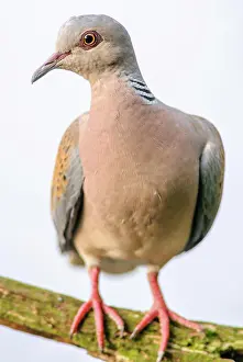 Turtle: Turtle dove (Streptopelia turtur) sitting on a branch
