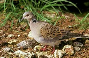 Turtur: Turtle DOVE - side view