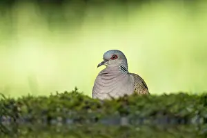 290421: Turtle Dove - Water - Hungary