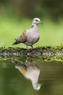 290421: Turtle Dove - Water - Hungary