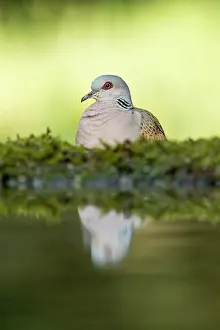 290421: Turtle Dove - Water - Hungary