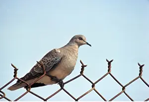 Wire: TURTLE DOVE - on wire fence