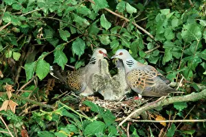 Turtur: TURTLE DOVES - adults and young at nest