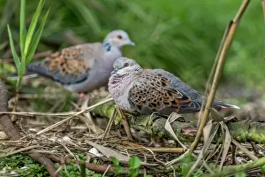 Doves: Turtle Doves - UK