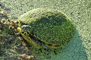 Duckweed: Turtle in Duckweed