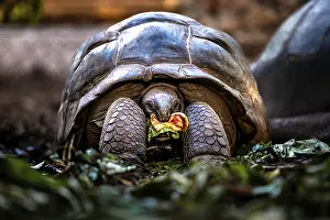 Mouths: Turtle with food in its mouth in its natural environment