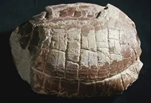 Testudinidae: Turtle Fossil
