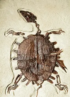 Trionyx: Turtle Fossil