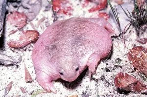 Australias: Turtle frog - AustraliaIs only frog food specialist