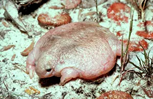 Australias: Turtle frog AustraliaIs only frog food specialist