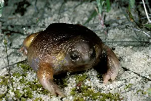Australias: Turtle frog - AustraliaIs only frog food specialist