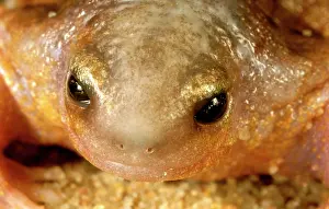 Australias: Turtle frog - AustraliaIs only frog food specialist