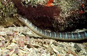 Seasnake: Turtle-headed Sea Snake
