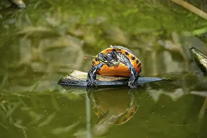 Turtles: A turtle (Testudines) resting on a rock in the water