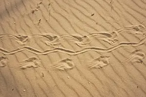 Snapper: Turtle Tracks